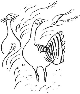 Сборник - Природа донского края