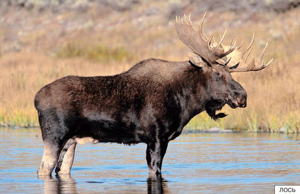 Элла Емельянова - Расскажите детям о лесных животных