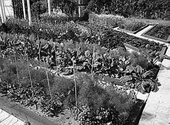 Е. Ляшенко - Сад без химии. Агротехника природного земледелия в Черноземье