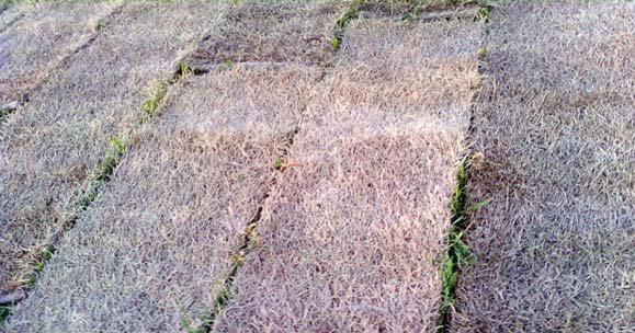 Андрей Кашкаров - Дачная энциклопедия опытных советов