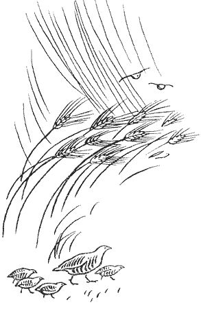 Сборник - Природа донского края