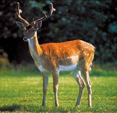 Анна Фельтина - Все об Испании