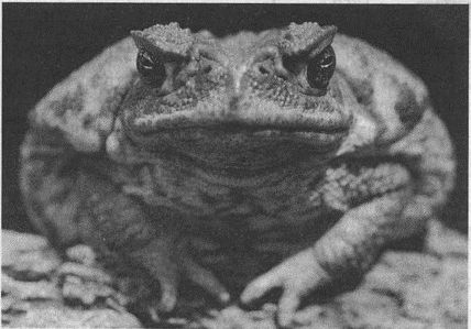 Дэвид Бирн - Весь мир: Записки велосипедиста