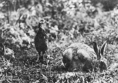 Сборник - Природа донского края