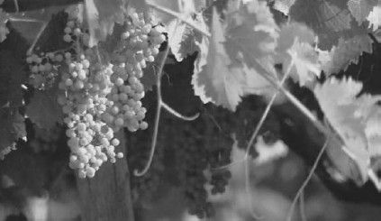 Леонид Рудницкий - Плесень - лекарство или яд?