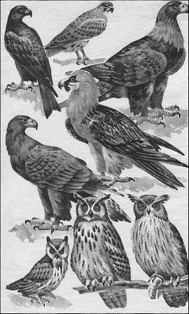 Петр Люкимсон - Еврейская диетология, или Расшифрованный кашрут