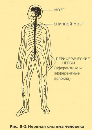 Съюзан Кодиш, Брюс Кодиш - Верните себе здравомыслие: Применяя нестандартный...