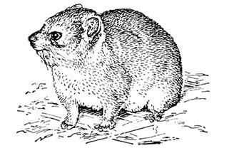 Петр Люкимсон - Еврейская диетология, или Расшифрованный кашрут