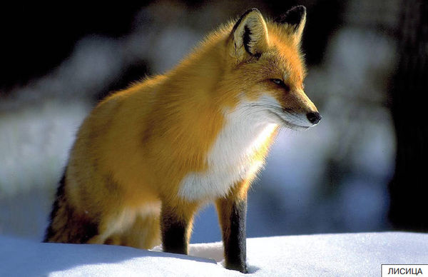 Элла Емельянова - Расскажите детям о лесных животных