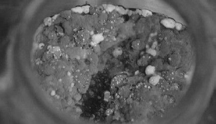 Леонид Рудницкий - Плесень - лекарство или яд?