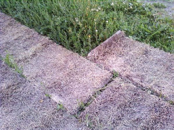 Андрей Кашкаров - Дачная энциклопедия опытных советов