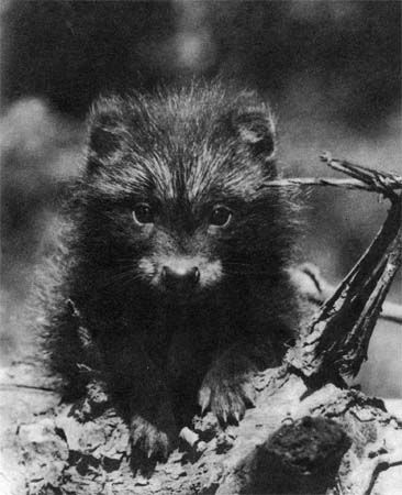 Сборник - Природа донского края