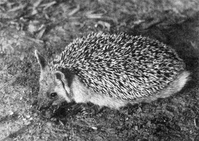 Сборник - Природа донского края