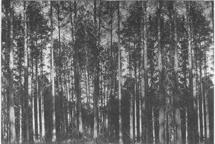 Дэвид Бирн - Весь мир: Записки велосипедиста