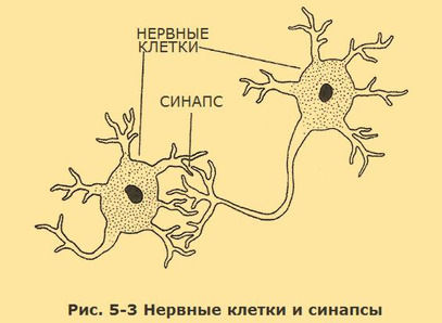 Съюзан Кодиш, Брюс Кодиш - Верните себе здравомыслие: Применяя нестандартный...