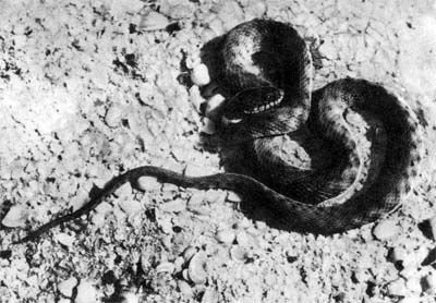 Сборник - Природа донского края