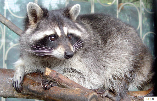 Элла Емельянова - Расскажите детям о лесных животных