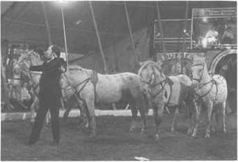 Домини Жандо - История мирового цирка