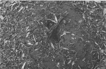 Дэвид Бирн - Весь мир: Записки велосипедиста