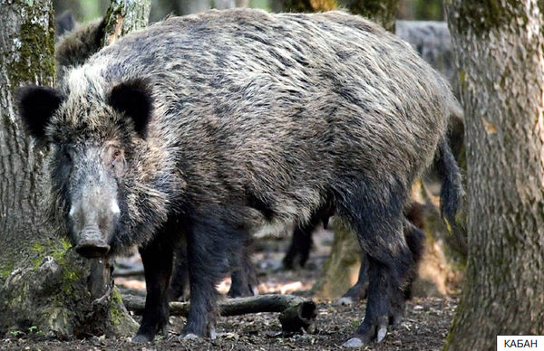 Элла Емельянова - Расскажите детям о лесных животных