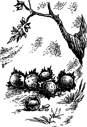 Димитр Ангелов, Йозеф Аугуста и др. - Исчезнувший мир