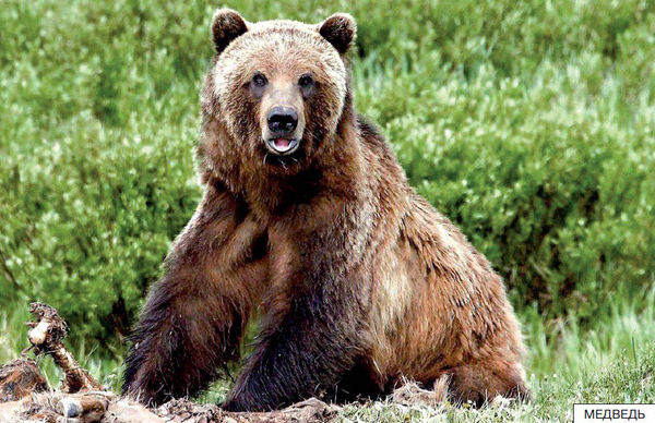 Элла Емельянова - Расскажите детям о лесных животных