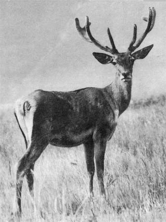 Сборник - Природа донского края