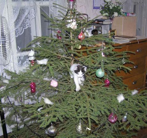 Андрей Кашкаров - Дачная энциклопедия опытных советов