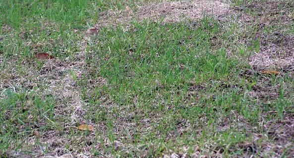 Андрей Кашкаров - Дачная энциклопедия опытных советов