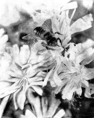 Леонид Фёдоров - Как просыпается Солнце