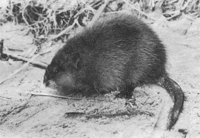 Сборник - Природа донского края