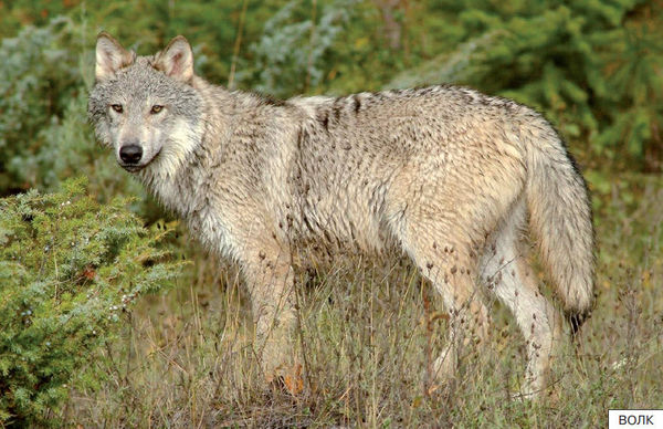 Элла Емельянова - Расскажите детям о лесных животных