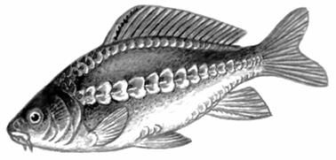 Петр Люкимсон - Еврейская диетология, или Расшифрованный кашрут