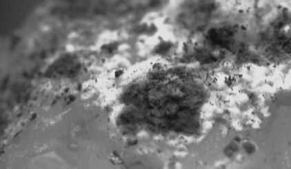 Леонид Рудницкий - Плесень - лекарство или яд?