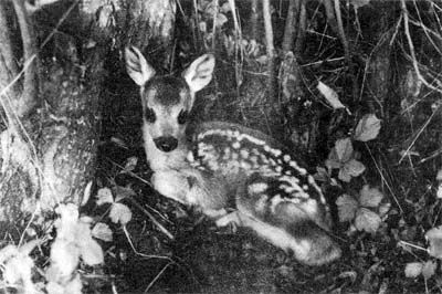 Сборник - Природа донского края