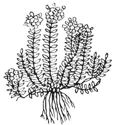 Сборник - Природа донского края