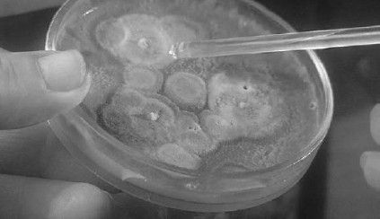 Леонид Рудницкий - Плесень - лекарство или яд?