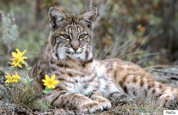 Элла Емельянова - Расскажите детям о лесных животных