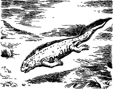 Димитр Ангелов, Йозеф Аугуста и др. - Исчезнувший мир