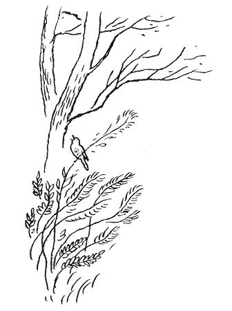 Сборник - Природа донского края