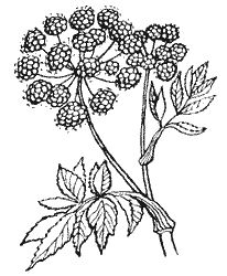 Сборник - Природа донского края