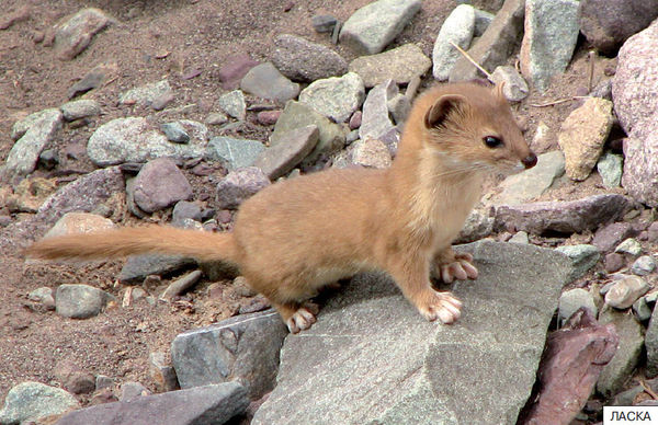 Элла Емельянова - Расскажите детям о лесных животных