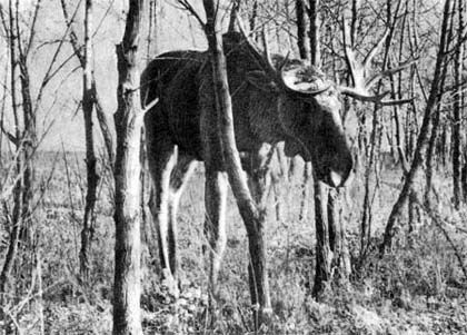 Сборник - Природа донского края