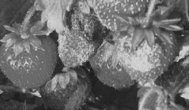 Леонид Рудницкий - Плесень - лекарство или яд?