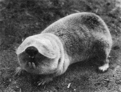 Сборник - Природа донского края