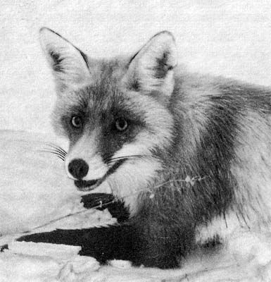 Сборник - Природа донского края