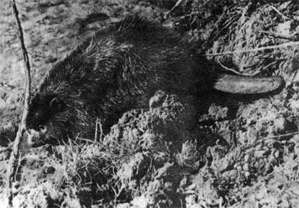 Сборник - Природа донского края