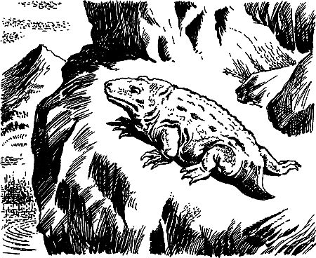 Димитр Ангелов, Йозеф Аугуста и др. - Исчезнувший мир