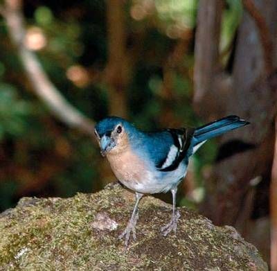 Анна Фельтина - Все об Испании