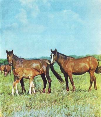 Сборник - Природа донского края